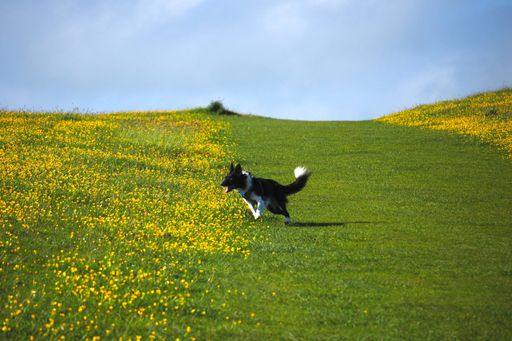 A black and white dog running through a green meadow with yellow flowers under a clear blue sky