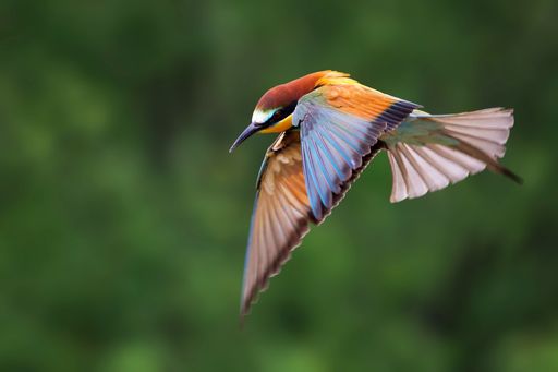 A colorful bee eater in mid-flight against a blurred green background