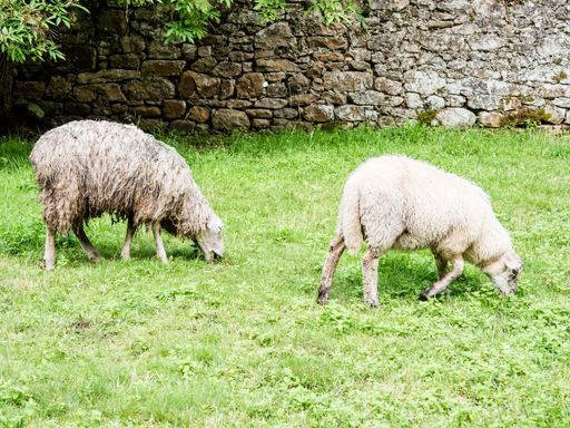 The white sheep grazing on the pasture at daytime