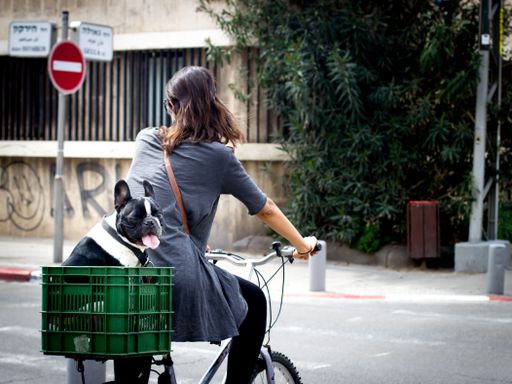 A shallow focus shot of a woman riding a bicycle with Boston terrier puppy placed on a green basket