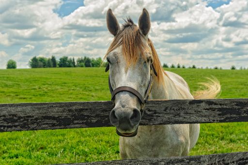 A closeup of a white horse behind the wooden fences in a ranch covered in greenery