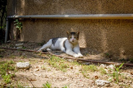 A beautiful shot of a cat resting on a dirt surface ground during daytime