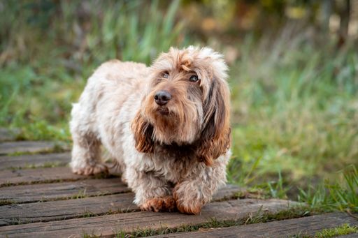 A cute long haired Dachshund standing on a wooden path in a grassy area outdoors
