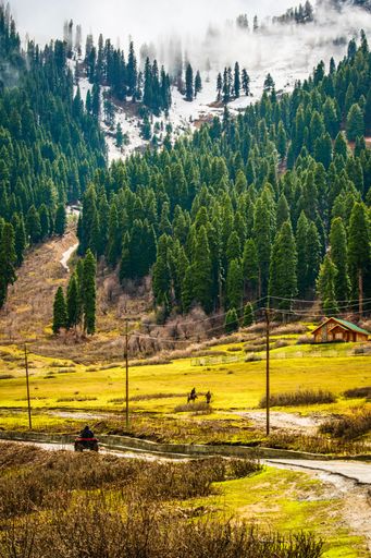 A scenic landscape of a lush green valley with pine trees and a mountain in the background in Kashmir