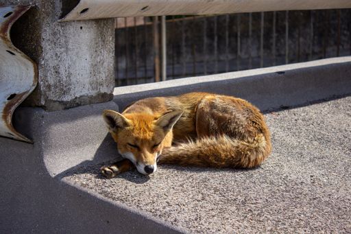 A closeup shot of a fox sleeping outdoors on a stone surface