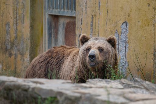 A big brown bear on an abandoned building