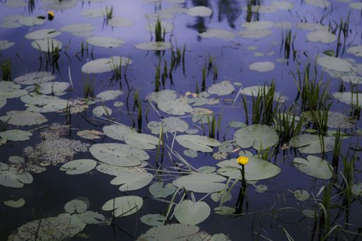 A single yellow flower growing in a pond