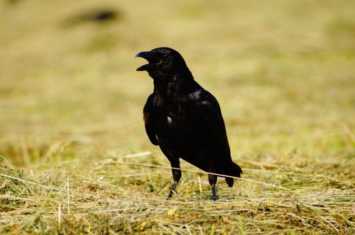 For black birds, summer is stress. The open beak shows how they pant for cooling. But the mown field is too tempting. Carrion crow looking for insects