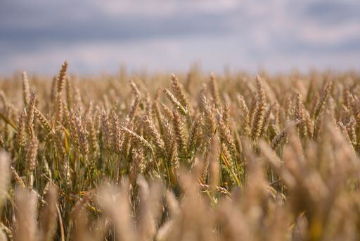 Golden wheat field in summer sunset