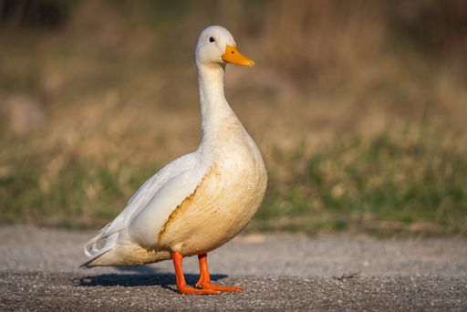 A closeup shot of a beautiful white Duck walking through the road on a blurred background