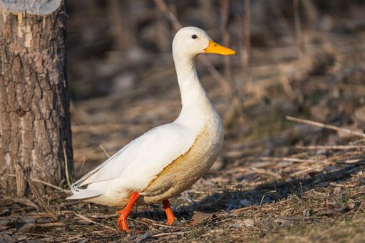 A closeup shot of a beautiful white Duck walking through the forest on a blurred background