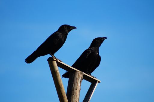 Two crows in heat stress observe the area on a raptor perch.