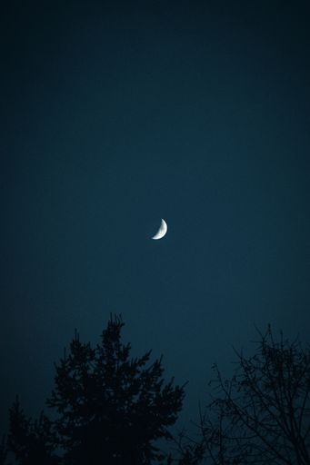 A vertical low angle shot of trees under the moon in the night sky