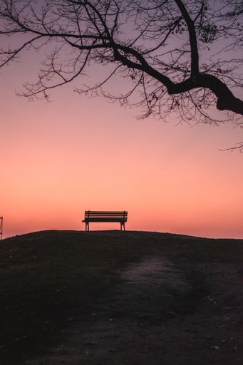 A vertical shot of an empty bench under a leafless tree during sunset - mysterious background