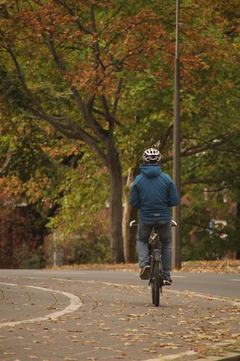 A person riding a bicycle on a tree-lined street during autumn with fallen leaves on the ground