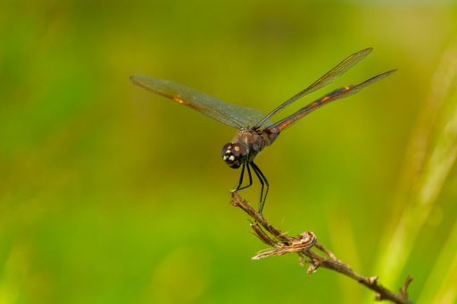 A macro shot of a dragonfly perching on a twig against a blurred background