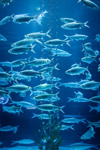 A school of huge fishes inside the tank in Jakarta Aquarium & Safari in Indonesia