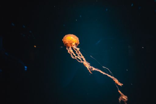 A selective focus of a jellyfish swimming inside Jakarta Aquarium & Safari in Indonesia