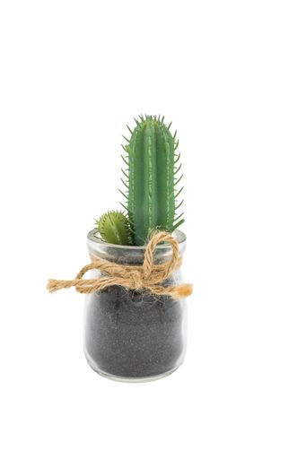 Detail of small decorative cactus in a nice glass pot on white background