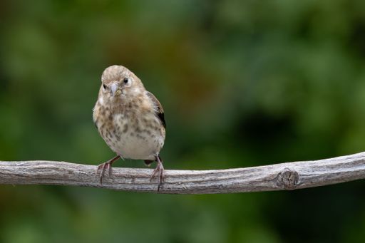 A close-up of a small bird perched on a branch with a blurred green background.