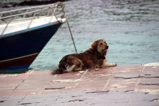 A Retriever waiting patiently at the lakeside next to a boat
