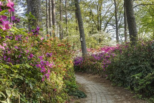 Path through an Azalea garden in North Carolina with the flowers in bloom