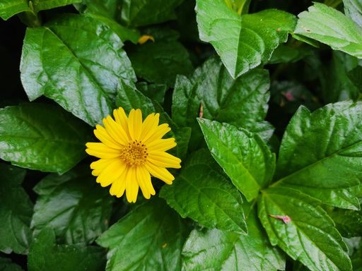 A single Singapore daisy flower blooming in the garden