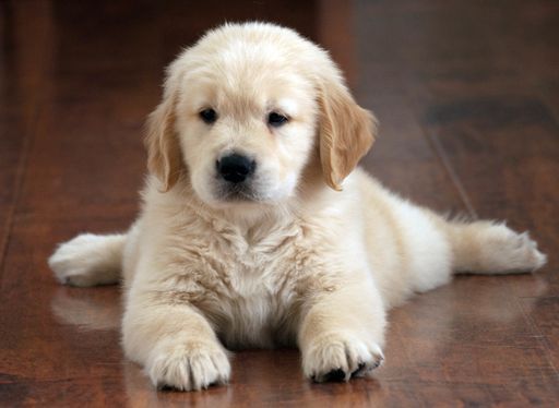 A shallow focus shot of a cute Golden Retriever puppy resting on the floor with a blurred background