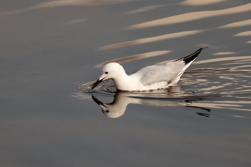 A closeup of a Slender-billed gull (Chroicocephalus genei) swimming in a pond in Malta
