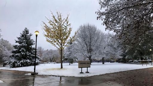 A Snow-covered trees and a lamp post near Cardwell Hall on a winter day