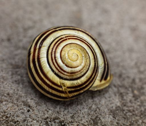 A Close-up of a striped snail shell on a textured surface
