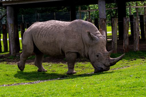 A closeup of a rhinoceros outdoors on the grass during daylight
