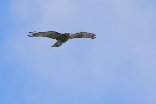 A majestic bird of prey soaring in the sky with its wings spread wide against a clear blue background.