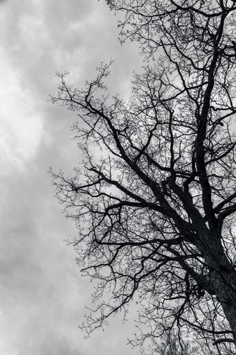 A low angle shot of a leafless tree with intricate branches in grayscale
