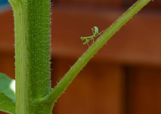 A close-up of a tiny green praying mantis on a green plant stem with a blurred background