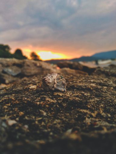 A closeup of a seashell on rocks in sunset