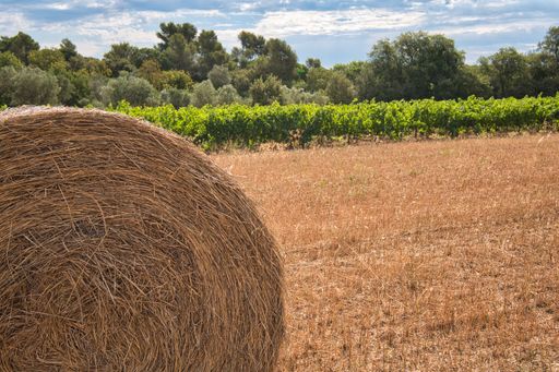A closeup shot of a hay roll in the field