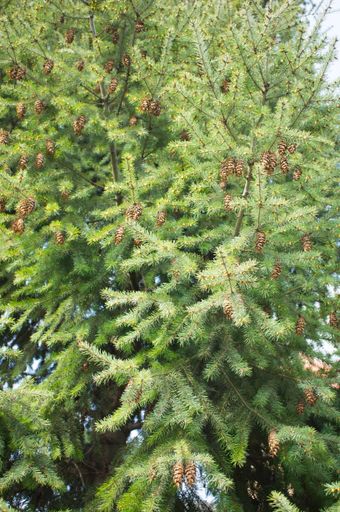 A vertical closeup shot of a gorgeous green pine tree