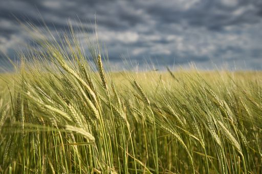 Cornfield moves in the wind. Concept for agriculture and farmers. A storm is coming and the weather can endanger the harvest in Munich, Bavaria.