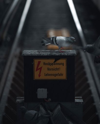 Some Pigeons on a high voltage warning sign near train tracks, emphasizing danger and urban wildlife.