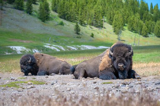 The two bison resting on a grassy field in  Yellowstone national park