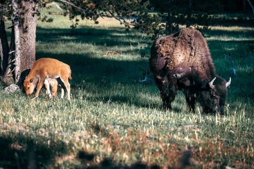 A bison and its calf grazing in a meadow with trees in the background in Yellowstone national park