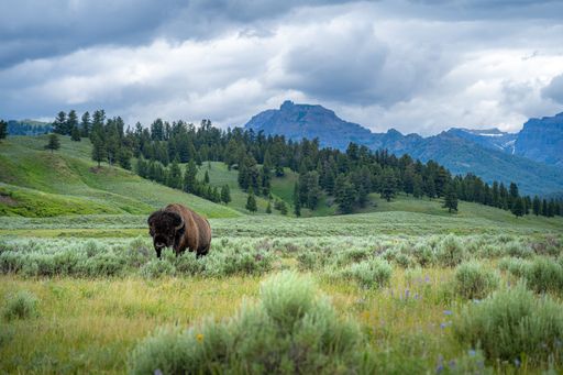 A bison grazing in a lush green meadow with mountains in the background in Yellowstone national park