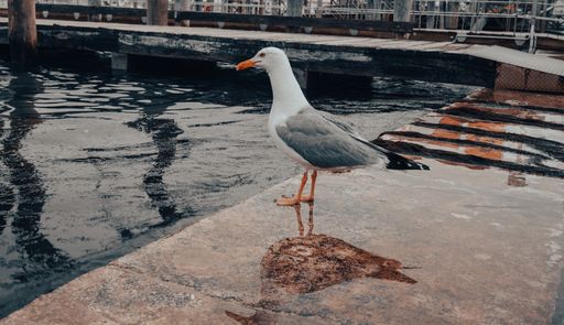 A closeup shot of a seagull standing on the wet coast of  the sea in the port