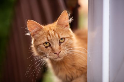 A selective focus shot of an orange cat sneaking behind the door