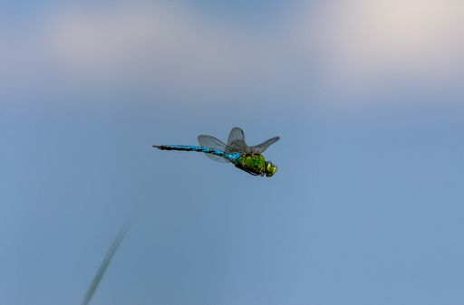 A selective focus of a flying dragonfly against a blurred background