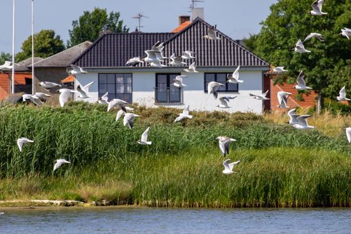 A flock of seabirds flying above a calm sea against green grass and houses in the background
