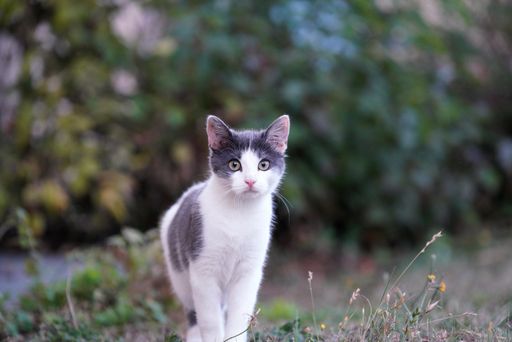 A closeup shot of a cute small white and black kitty in nature looking to the camera