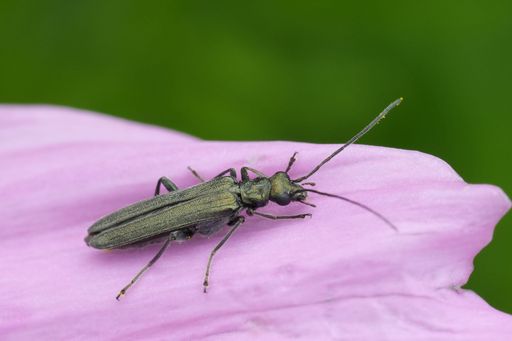 Close-up of a beetle on a pink flower petal with a green blurred background