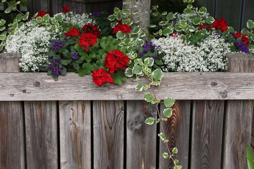 Bright geranium in the garden behind a wooden fence